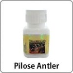 pilose-antler1